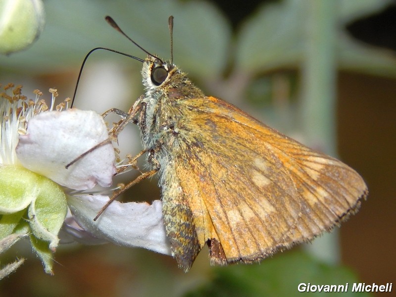 Hesperia comma?
